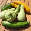 ohgreen Zaden|Ecocheques|Zaden: courgette mengeling