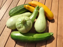 ohgreen Zaden|Ecocheques|Zaden: courgette mengeling