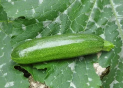 ohgreen Zaden|Ecocheques|Zaden: courgette mutabile