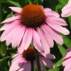 ohgreen Zaden|Ecocheques|Zaden: echinacea purpurea