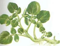 ohgreen Zaden|Ecocheques|Zaden: gewoon barbarakruid