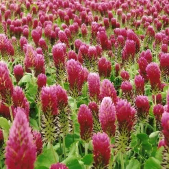 ohgreen Zaden|Ecocheques|Zaden: incarnaatklaver (groenbemester)