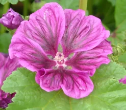 ohgreen Zaden|Ecocheques|Zaden: kaasjeskruid (malva)