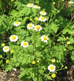 ohgreen Zaden|Ecocheques|Zaden: kamille groot