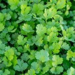 ohgreen Zaden|Ecocheques|Zaden: koriander