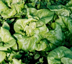 ohgreen Zaden|Ecocheques|Zaden: kropsla (4 seizoenen-) appia