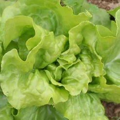 ohgreen Zaden|Ecocheques|Zaden: kropsla (lente-) express