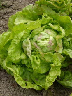 ohgreen Zaden|Ecocheques|Zaden: kropsla (lente-) reine de mai