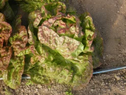 ohgreen Zaden|Ecocheques|Zaden: kropsla wonder van de 4 seizoenen