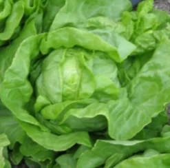 ohgreen Zaden|Ecocheques|Zaden: kropsla (zomer-) grosse blonde paresseuse