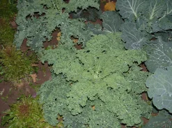 ohgreen Zaden|Ecocheques|Zaden: krulkool westlandse winter