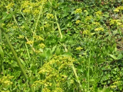 ohgreen Zaden|Ecocheques|Zaden: lavas