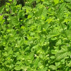 ohgreen Zaden|Ecocheques|Zaden: melisse