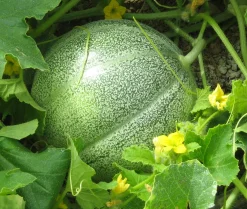 ohgreen Zaden|Ecocheques|Zaden: meloen petit gris de rennes