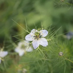 ohgreen Zaden|Ecocheques|Zaden: nigelle aromatisch