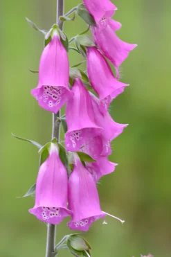 ohgreen Zaden|Ecocheques|Zaden: paars vingerhoedskruid