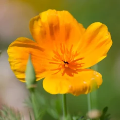 ohgreen Zaden|Ecocheques|Zaden: papaver uit californië