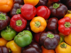 ohgreen Zaden|Ecocheques|Zaden: paprika mini bell mix