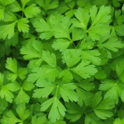 ohgreen Zaden|Ecocheques|Zaden: peterselie reus uit italië