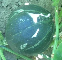 ohgreen Zaden|Ecocheques|Zaden: pompoen green hokkaïdo