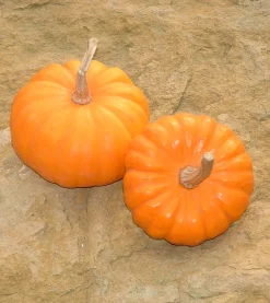 ohgreen Zaden|Ecocheques|Zaden: pompoen jack be little