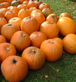 ohgreen Zaden|Ecocheques|Zaden: pompoen jack o'lanterne