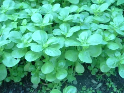 ohgreen Zaden|Ecocheques|Zaden: postelein -zomer groen