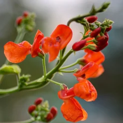 ohgreen Zaden|Ecocheques|Zaden: pronkboon uit spanje