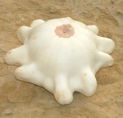 ohgreen Zaden|Ecocheques|Zaden: pâtisson wit