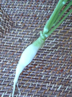 ohgreen Zaden|Ecocheques|Zaden: radijs chandelle de glace