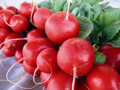 ohgreen Zaden|Ecocheques|Zaden: radijs rond écarlate sora