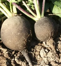 ohgreen Zaden|Ecocheques|Zaden: radijs (winter-) zwart rond