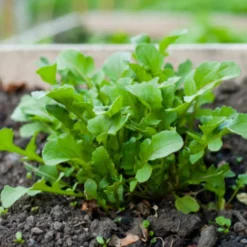 ohgreen Zaden|Ecocheques|Zaden: rucola wasabi