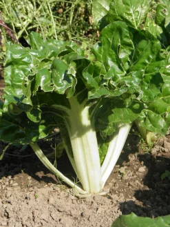 ohgreen Zaden|Ecocheques|Zaden: snijbiet groen met witte bladstelen