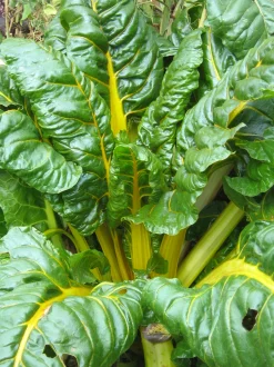 ohgreen Zaden|Ecocheques|Zaden: snijbiet met gele bladstelen bright yellow