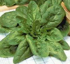 ohgreen Zaden|Ecocheques|Zaden: spinazie géant d'hiver