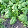 ohgreen Zaden|Ecocheques|Zaden: spinazie vroege reuzenblad