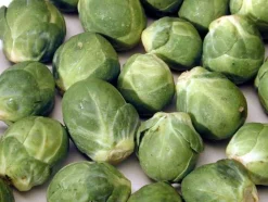 ohgreen Zaden|Ecocheques|Zaden: spruitkool groninger