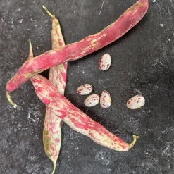 ohgreen Zaden|Ecocheques|Zaden: stamdroogboon borlotto