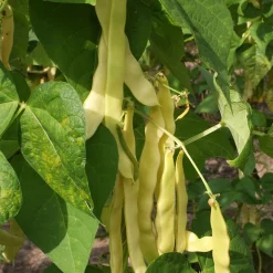 ohgreen Zaden|Ecocheques|Zaden: stokslaboon (snijboon) boter "golden gate"