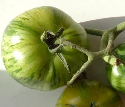 ohgreen Zaden|Ecocheques|Zaden: tomaat green zebra