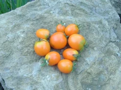 ohgreen Zaden|Ecocheques|Zaden: tomaat ida gold