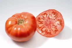 ohgreen Zaden|Ecocheques|Zaden: tomaat marmande