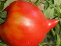 ohgreen Zaden|Ecocheques|Zaden: tomaat téton de vénus