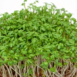 ohgreen Zaden|Ecocheques|Zaden: tuinkers alénois