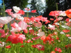 ohgreen Zaden|Ecocheques|Zaden: tuin-klaproos