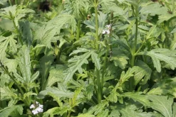 ohgreen Zaden|Ecocheques|Zaden: verbena officinalis