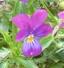 ohgreen Zaden|Ecocheques|Zaden: viooltje wild