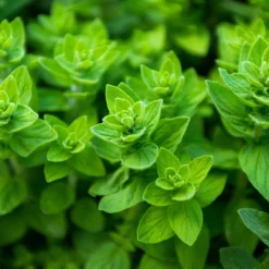 ohgreen Zaden|Ecocheques|Zaden: wilde marjolein