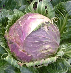 ohgreen Zaden|Ecocheques|Zaden: witte kool uit vaugirard